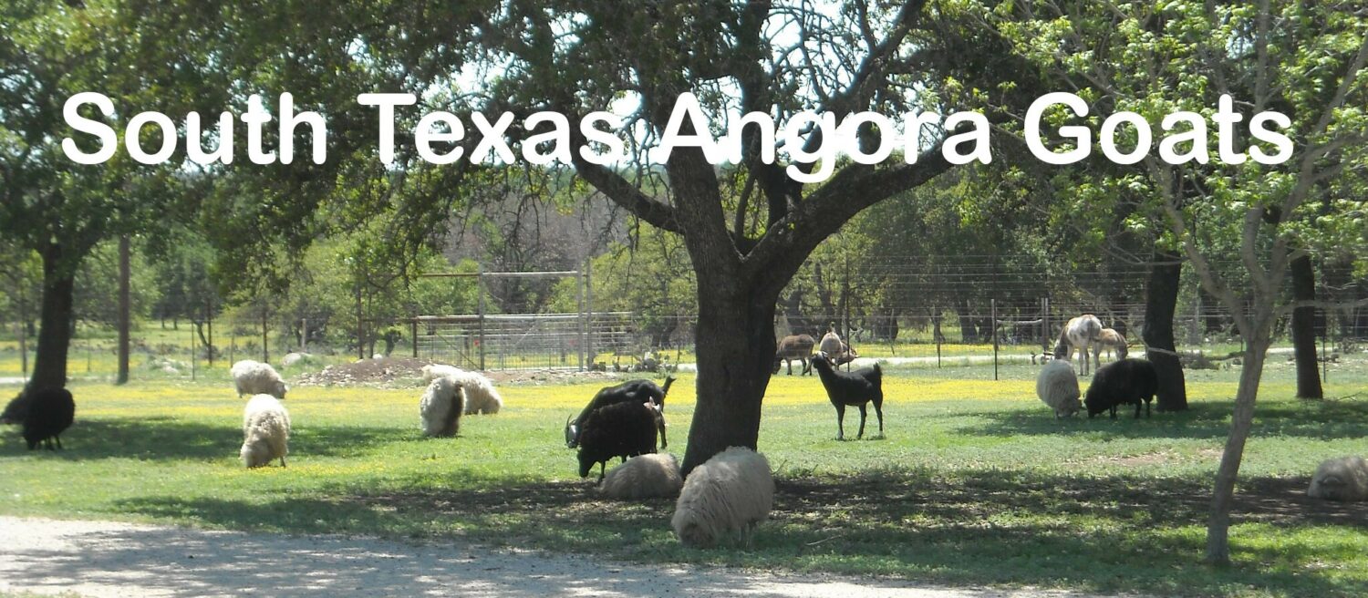 South Texas Angora Goats